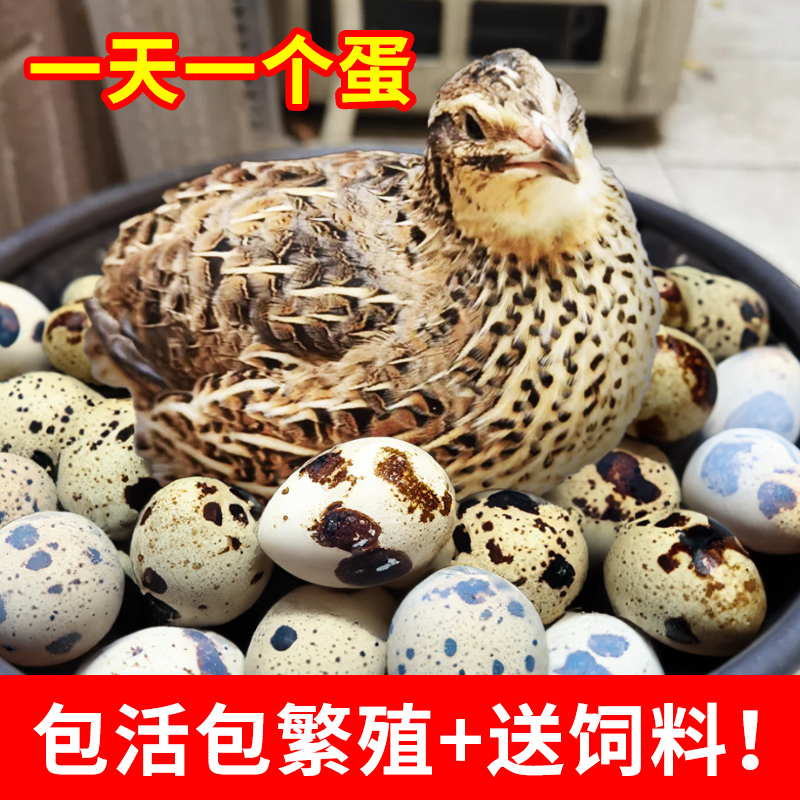 宠物繁殖下蛋鹌鹑包活