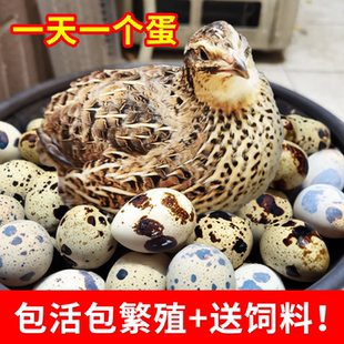 活鹌鹑活苗下蛋鹌鹑青年巨型鹌鹑产蛋鹌鹑活苗小宠物繁殖鹌鹑活物