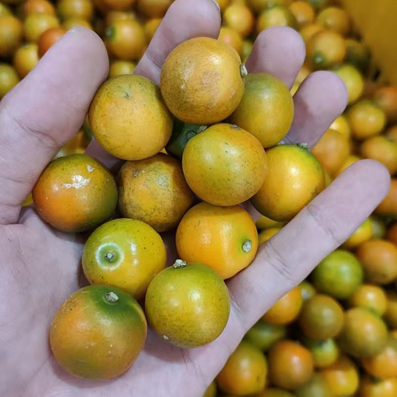广西豆桔 当季新鲜时令糖豆水果清甜金桔整箱包邮