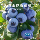 包邮 水果猎人杨晓洋推荐 四川大凉山蓝莓鲜果新鲜采摘发出酸甜整箱