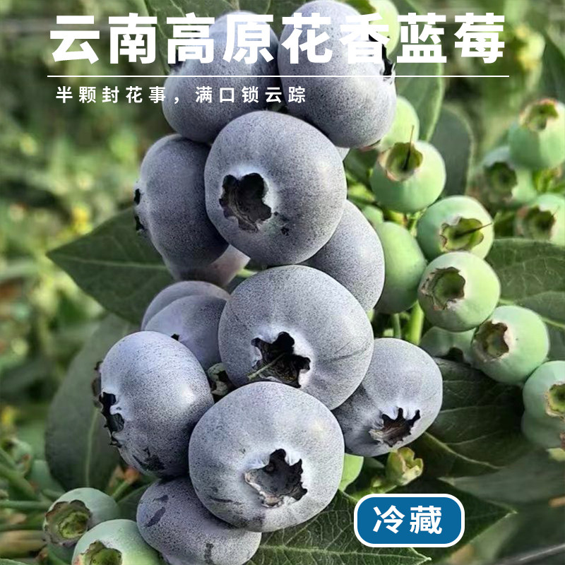 每天水果优选云南高原蓝莓 鲜果新鲜采摘发出 酸甜可口 整箱包邮,水产肉类/新鲜蔬果/熟食,蓝莓,淘宝优惠券,粉丝福利购,淘宝优惠卷