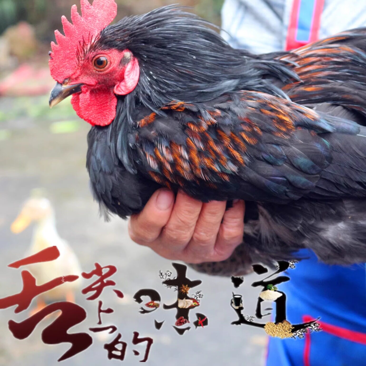 正宗永州土鸡农家散养现杀真空包装走地鸡草鸡笨鸡乌鸡顺丰冷链