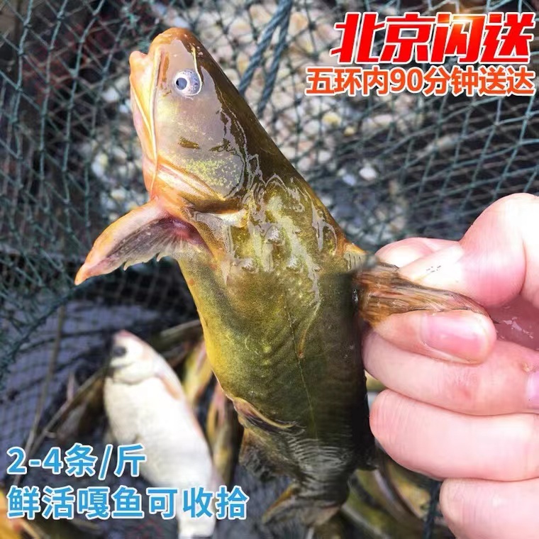 2-4条 鲜活嘎鱼黄辣丁 黄骨鱼 新鲜昂刺鱼 嘎咕鱼 黄骨鱼 淡水鱼