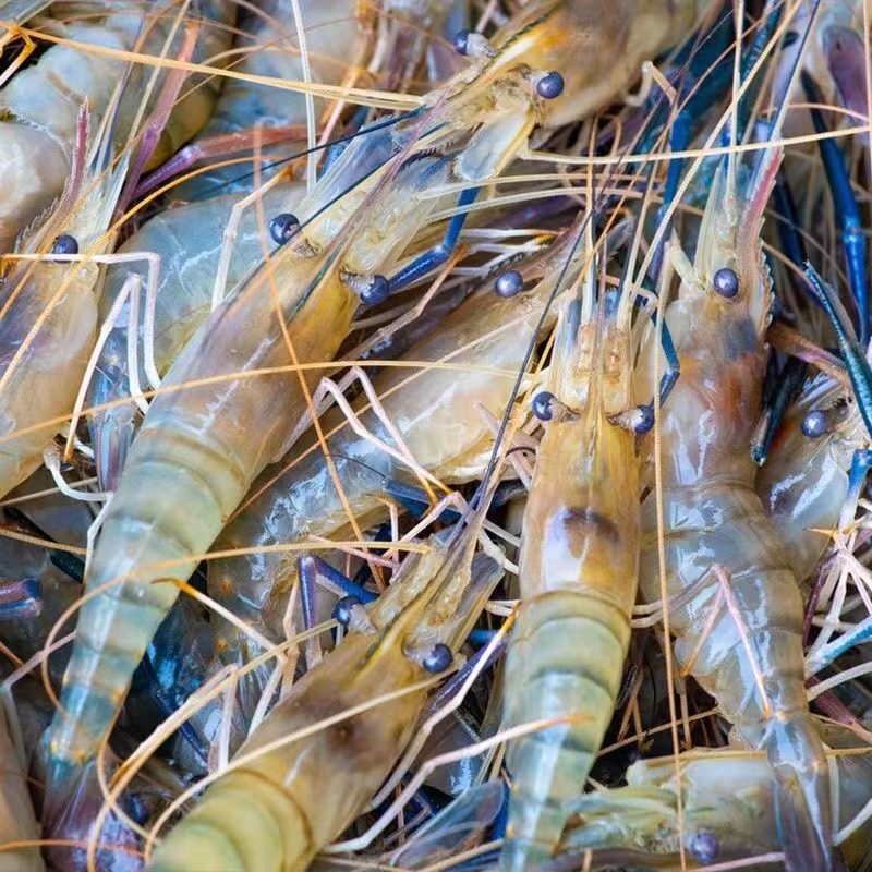 北京闪送 鲜活罗氏虾 新鲜大头虾 金钱虾 沼虾 活虾 淡水虾 500g