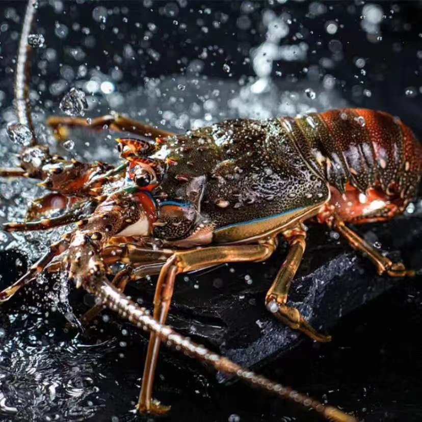 鲜活小青龙 印尼青龙仔澳州龙虾仔 5-8两/只 海鲜水产