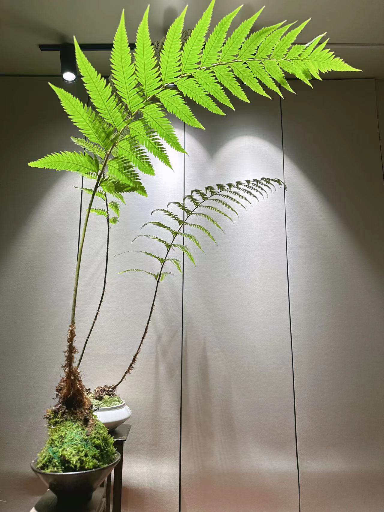 凤尾蕨苔玉苔藓球蕨类盆景网红一叶蕨室内耐阴