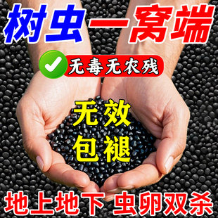 果树杀虫防虫药葡萄苹果桃子除食心虫钻心虫幼虫树洞虫防蛀虫颗粒