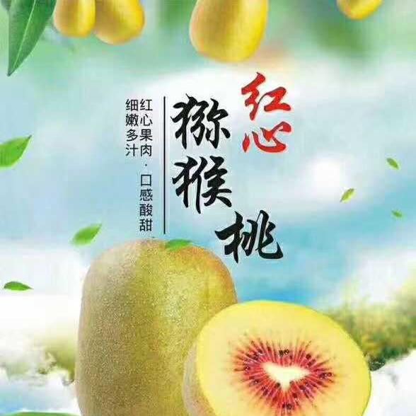 陕西眉县红阳猕猴桃自家果园直发