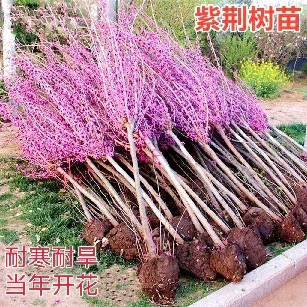 紫荆花树苗四季室外庭院开花树紫荆树苗耐寒绿化工程苗南北方种植