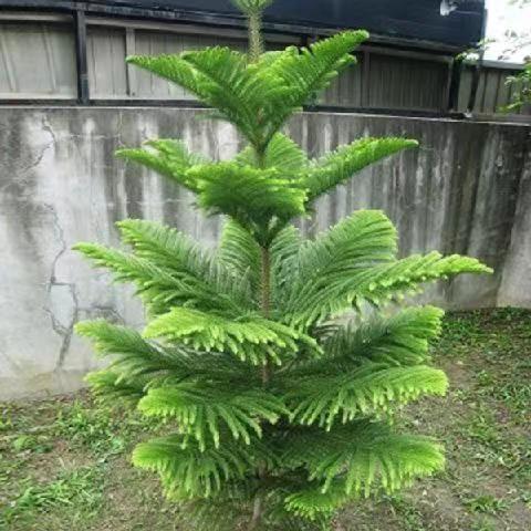 南洋杉室内常绿树吸甲醛净化空气