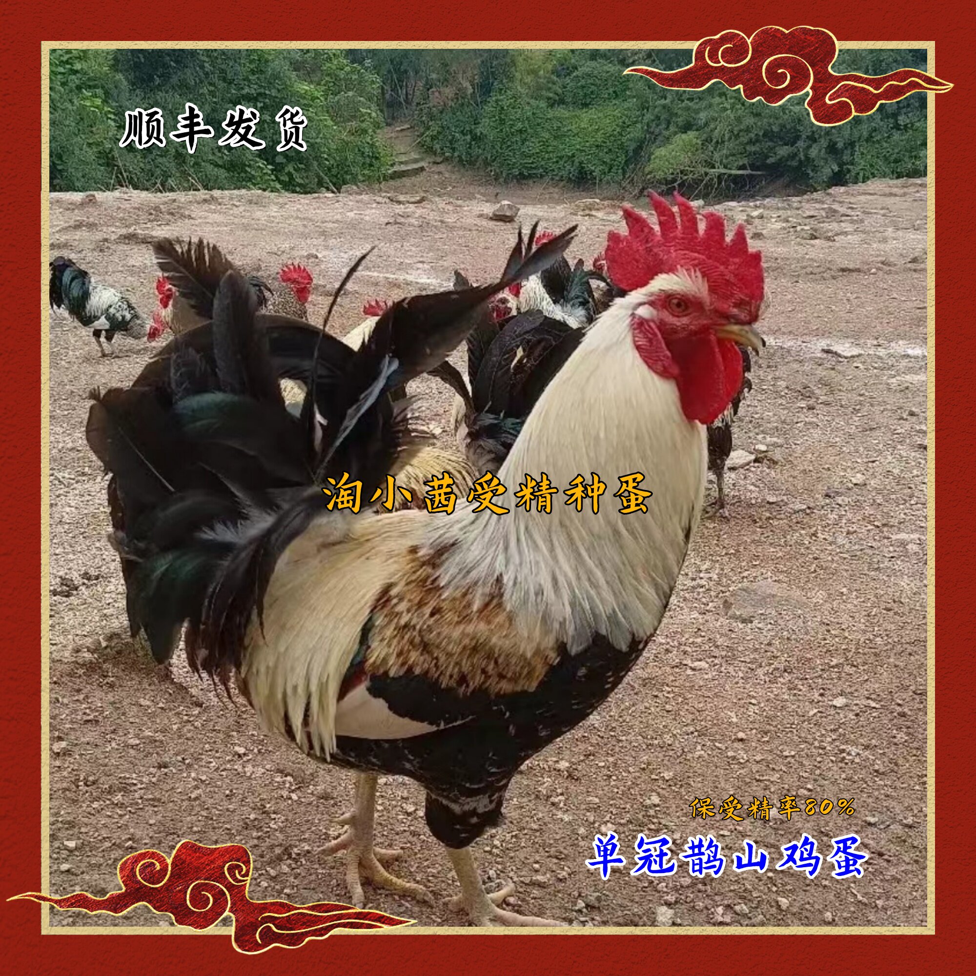 淘小茜受精种蛋鹊山观赏鸡三彩花