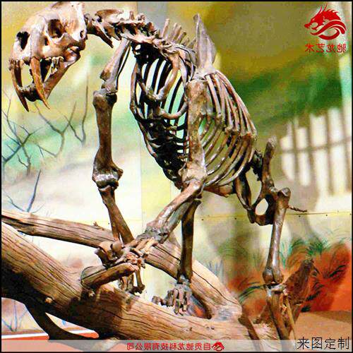 仿真剑齿虎骨架化石大型灭绝古生物骨头化石骨骼模型博物馆摆件