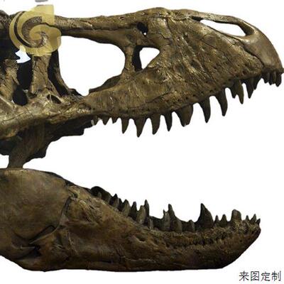 大型景区仿真霸王龙玻璃钢骨架室内博物馆恐龙头骨化石展览模型