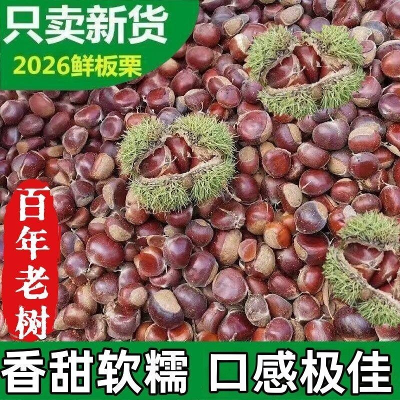 老树新货油栗子新鲜农家现摘栗子