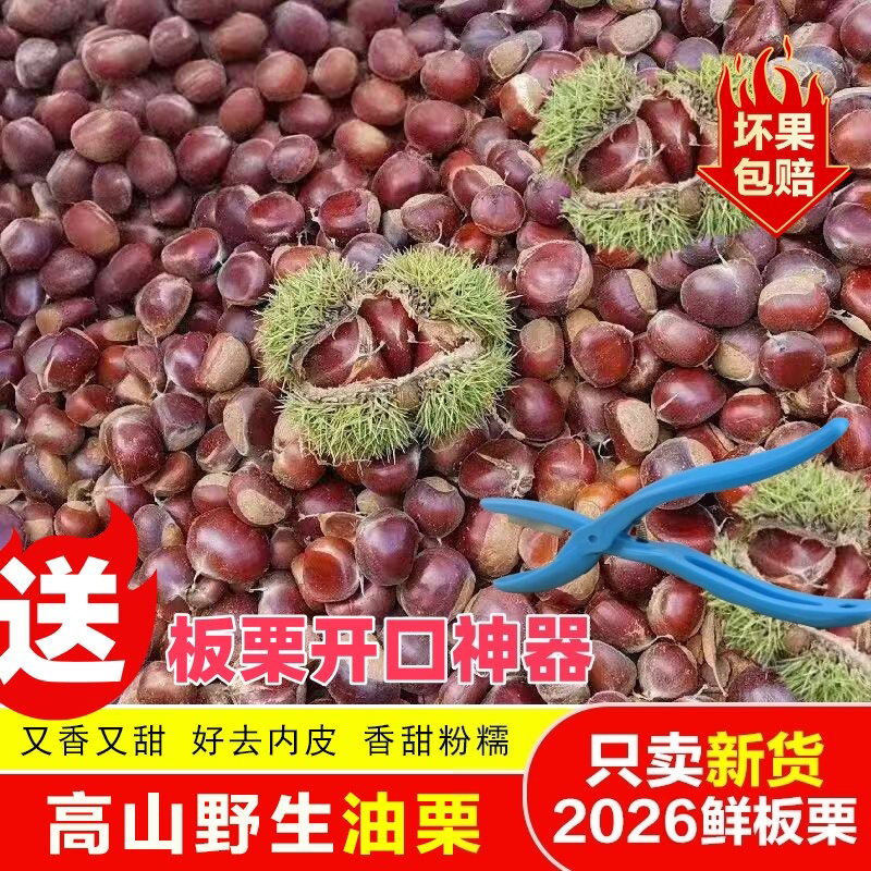 野生板栗正宗老树板栗