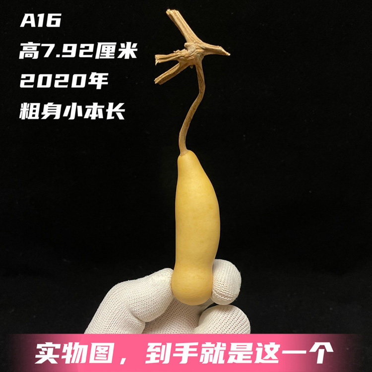 A16高7.9厘米天然小本长粗身胖墩厚皮瓷亮响籽手捻文玩小葫芦精品