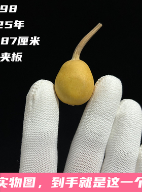 A1498高2.87厘米2025年精品手捻梨墩夹板葫芦