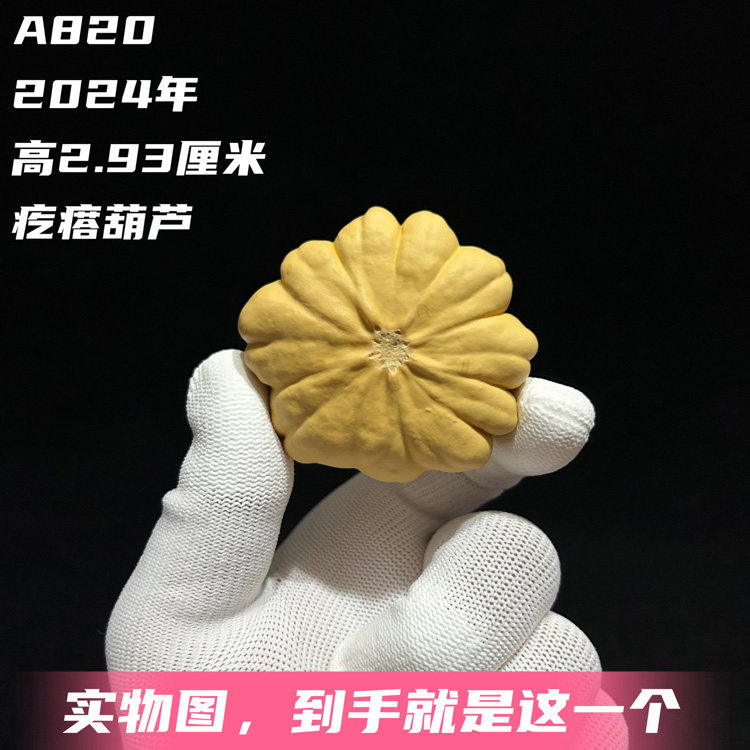 A820高2.93厘米2024年精品手捻矮桩小花瓣疙瘩葫芦墨西哥七彩