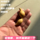 A1869高6.29厘米2025年精品手捻绿皮蚂蚁肚葫芦