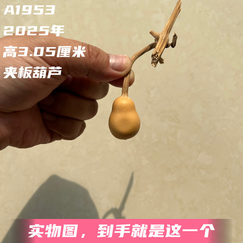A1953高3.05厘米2025年精品手捻小和尚头夹板葫芦