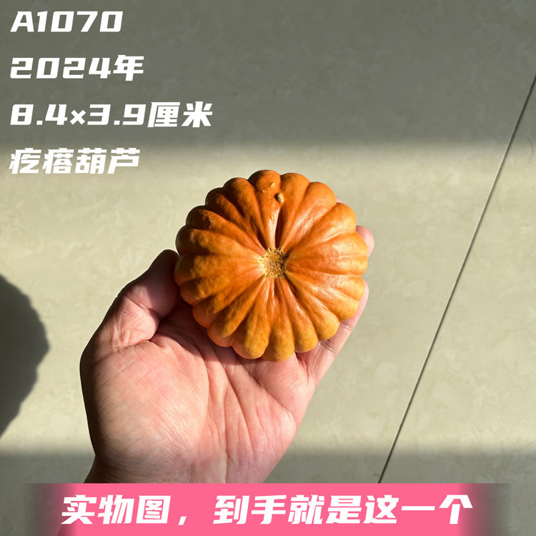 A1070高3.9厘米2024年精品疙瘩葫芦南瓜饼矮桩扁肚