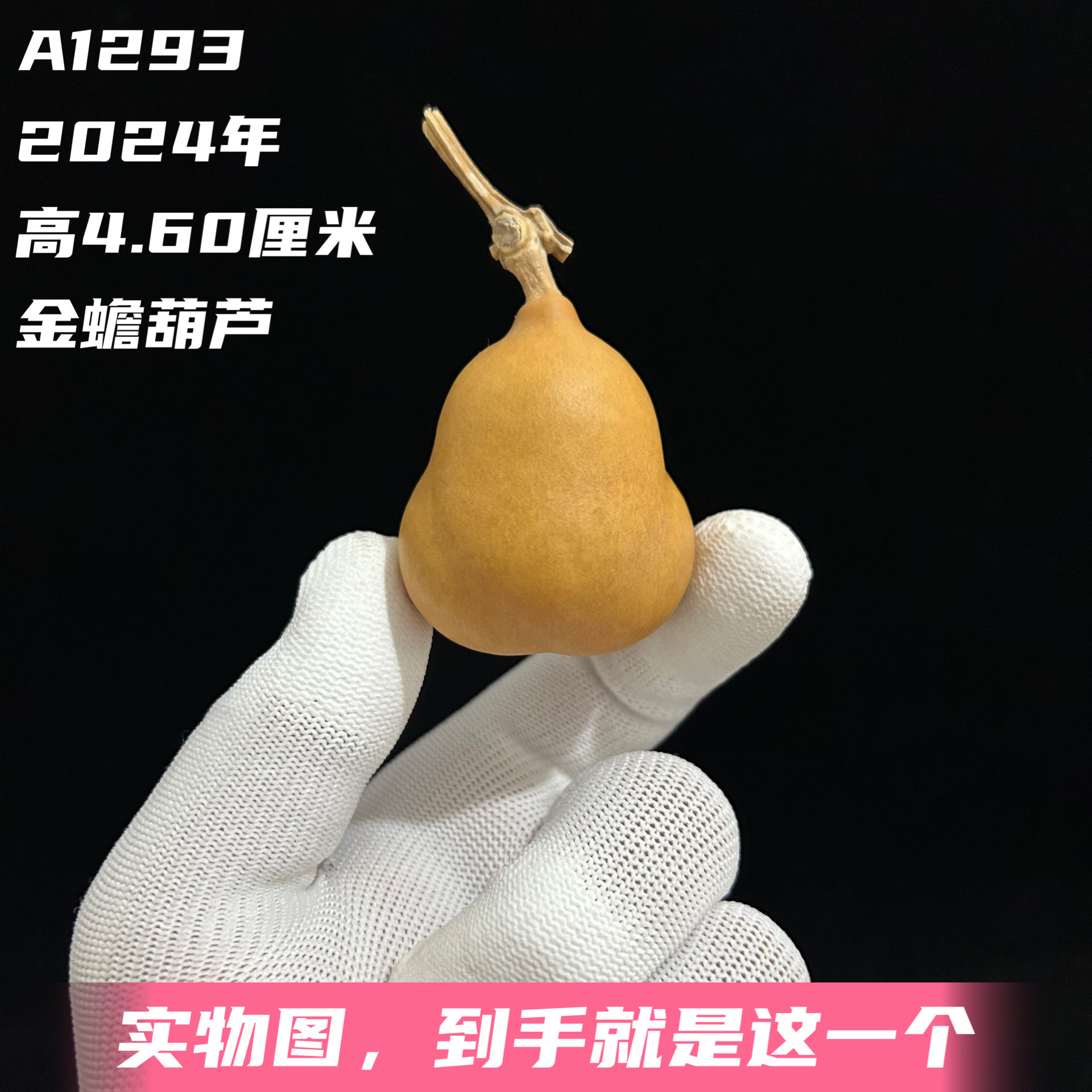 A1293高4.60厘米2024年精品手捻胖墩勒扎小金蟾葫芦
