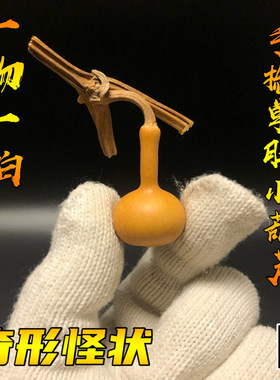 天然文玩独把小葫芦单肚手捻异形蒜头葫芦手把件一物一拍精品把玩