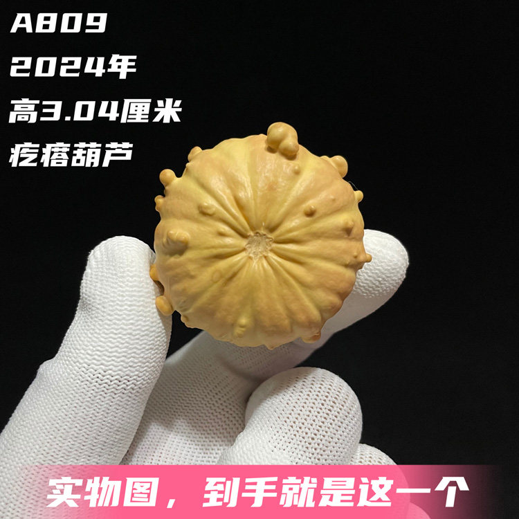 A809高3.04厘米2024年精品手捻矮桩圆花墨西哥七彩疙瘩葫芦