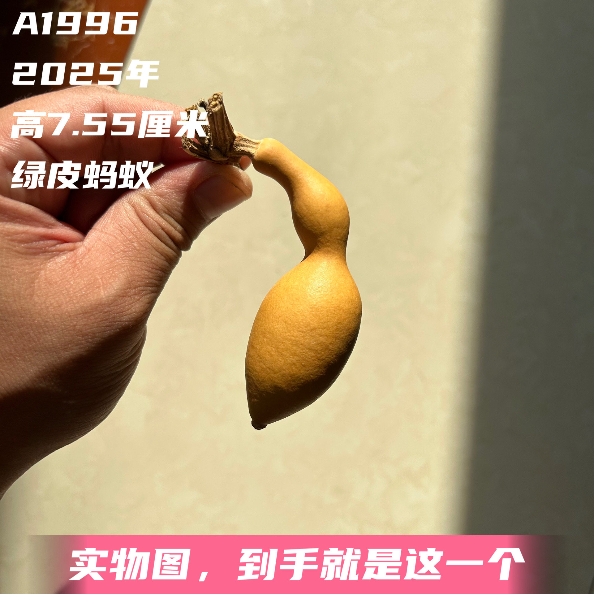 A1996高7.55厘米2025年精品手捻绿皮蚂蚁肚葫芦