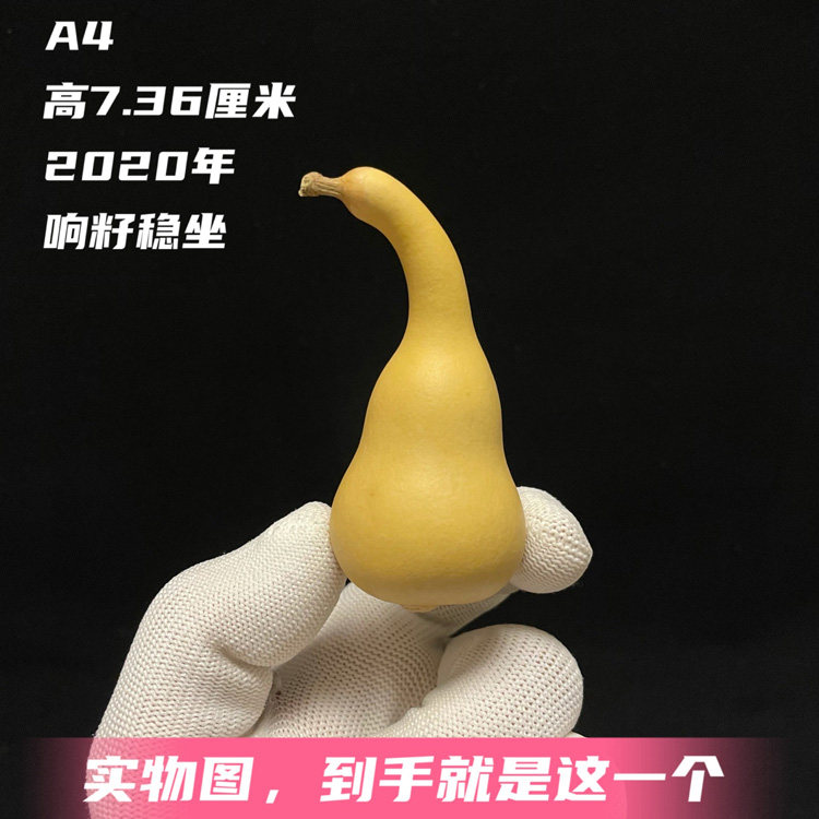 A4高7.3厘米长嘴粗身精品一物一图本捻葫芦小胖墩文玩本地葫芦
