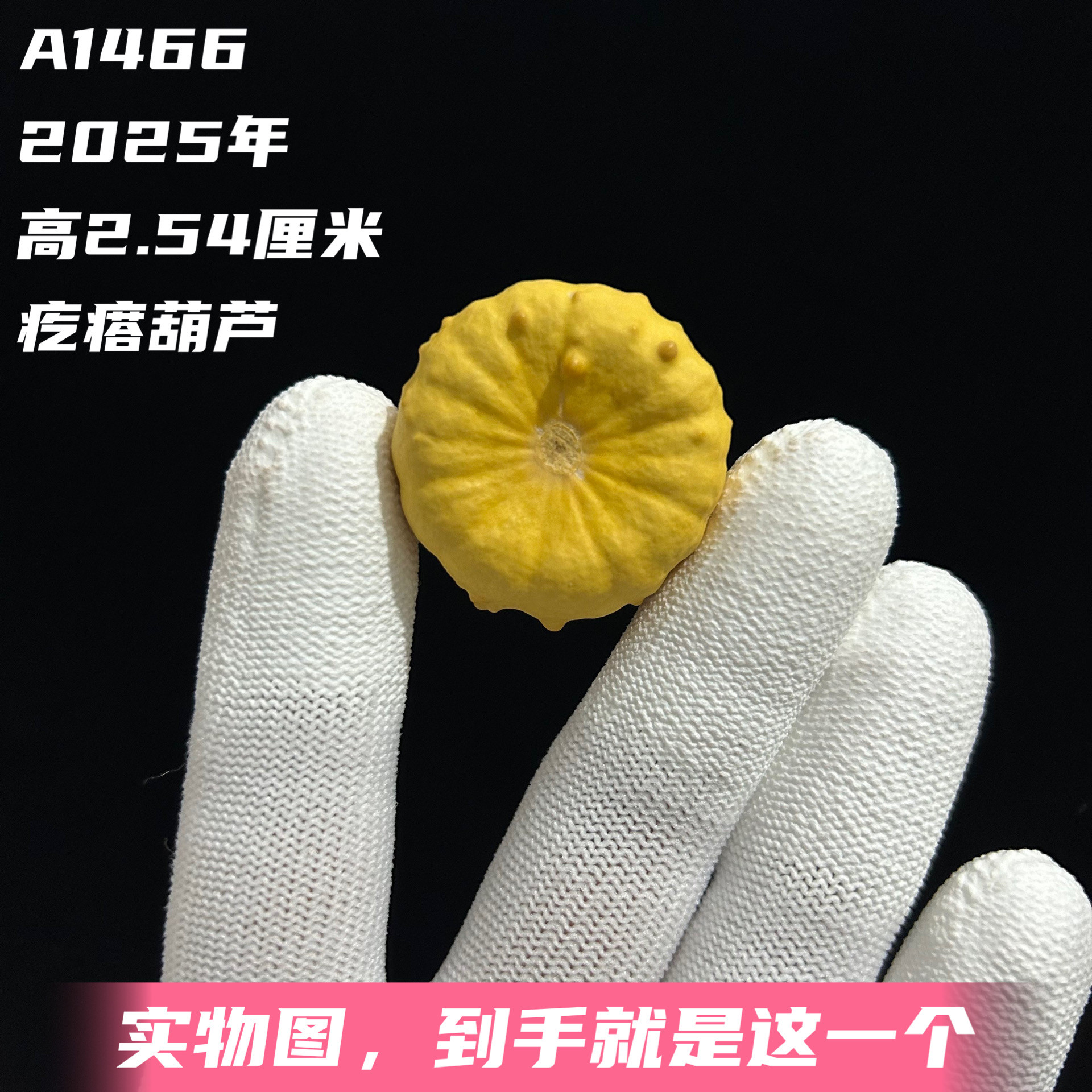 A1466高2.54厘米2025年精品手捻特小凹顶黄花疙瘩葫芦