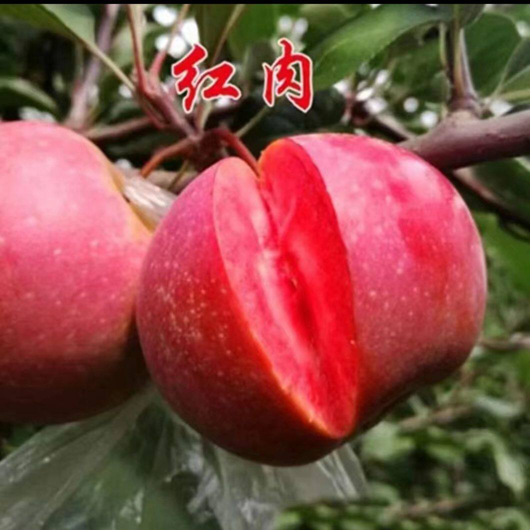 云南盆栽红肉苹果树苗苹果树苗南