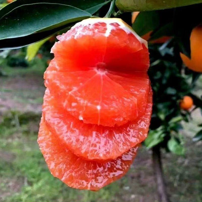 云南盆栽红心橙子树苗桔子橘子树苗南方北方种植四季种植杯苗发货