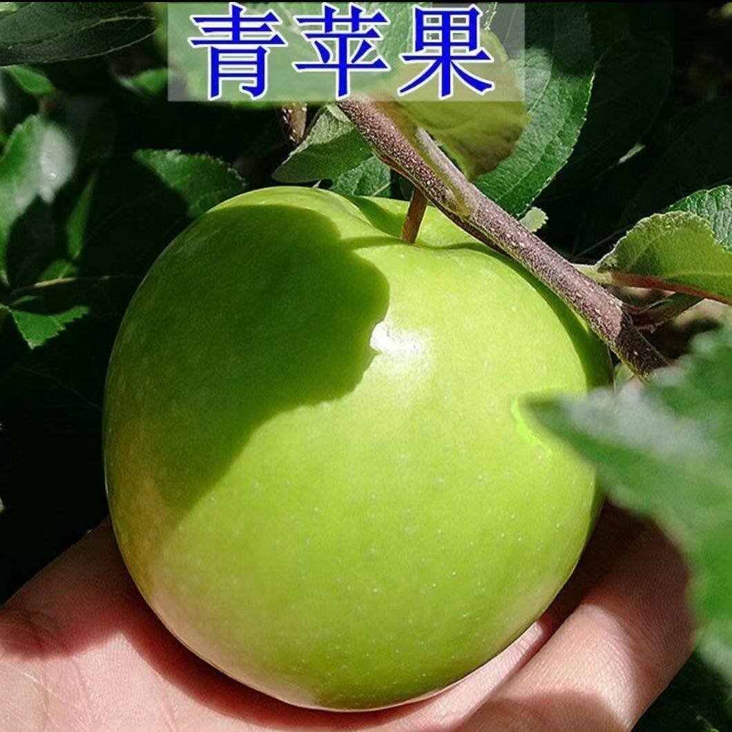 云南盆栽青苹果树苗苹果树苗南方