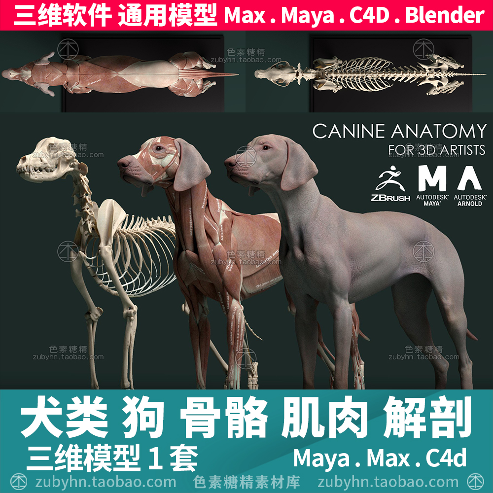 狗犬类动物皮肤骨骼肌肉解剖雕刻参考素材3d三维模型maya3dmaxc4d