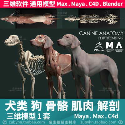 狗犬类动物皮肤骨骼肌肉解剖雕刻参考素材3d三维模型maya3dmaxc4d