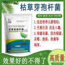 枯草芽孢菌杆菌农用微 生物菌剂枯草芽孢杆菌农用肥料菌肥益生菌