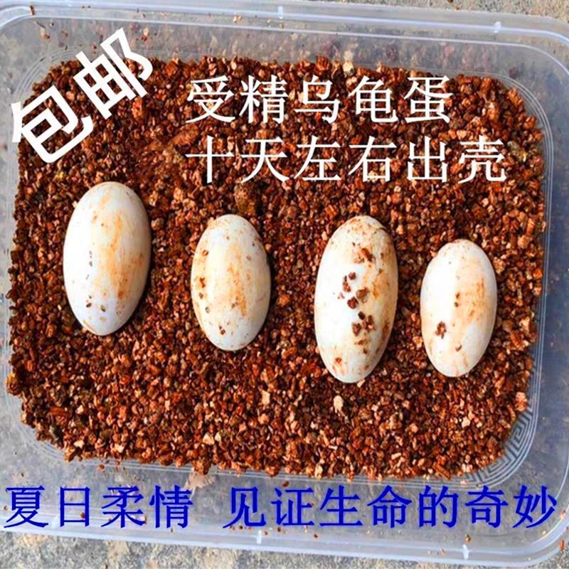 小乌龟蛋可孵化乌龟受精蛋安徽大头草龟金线草龟蛋儿童乐趣小宠物