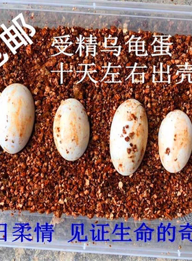 乌龟蛋可孵化受精体验中华