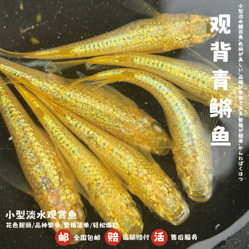 观背青鳉淡水好养耐活不打氧