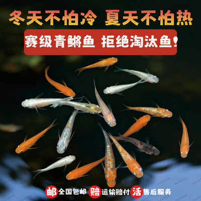 观背青鳉鱼冷水好养不加温不打氧