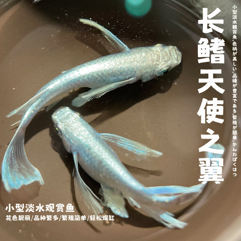 观背青鳉鱼长鳍天使之翼青鳉魔法鱼淡水冷水繁殖组好养耐活不打氧