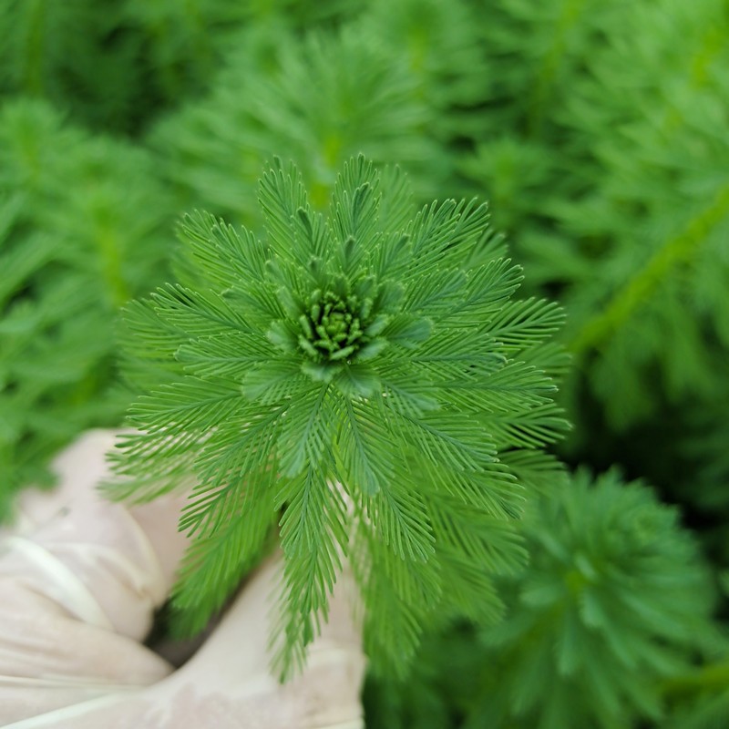 狐尾藻狐尾草水培水草植物净化水质龙虾养殖鱼塘庭院容易阳台客厅