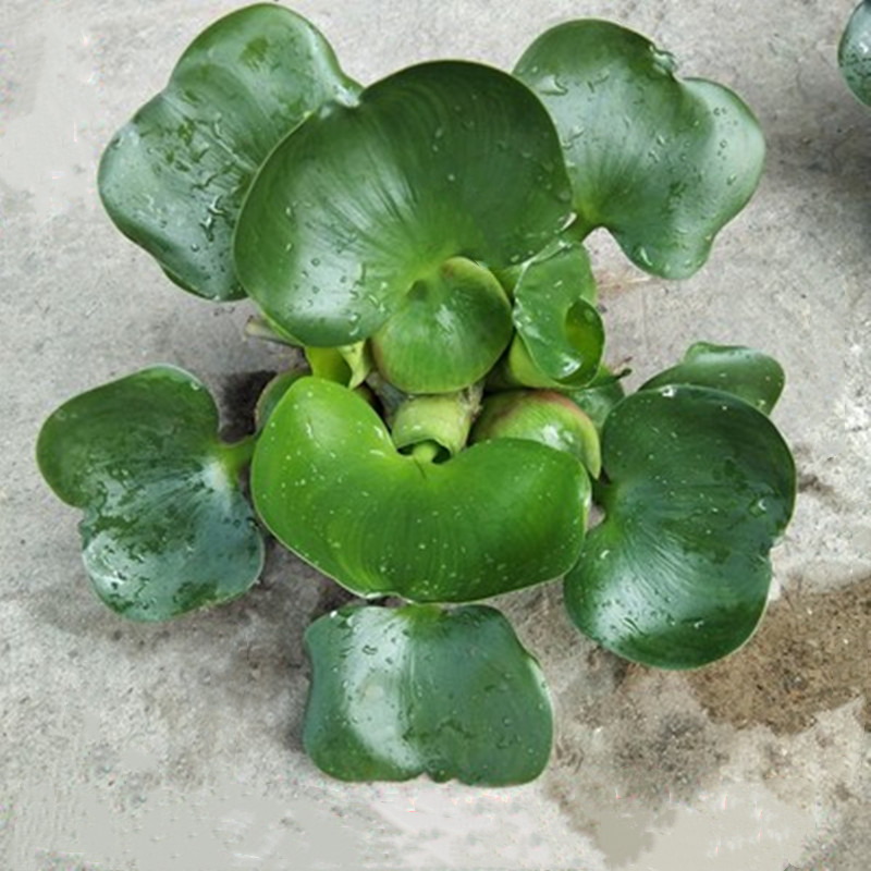 水葫芦苗凤眼莲水培植物水芙蓉水草水生浮莲池塘鱼缸造景养殖净化