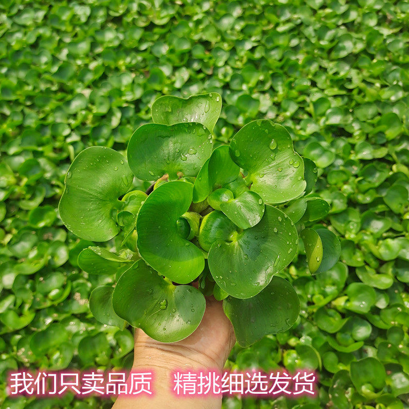 水葫芦浮萍水草花卉植物种苗鱼塘鱼池鱼缸养乌龟缸净化水质水芙蓉