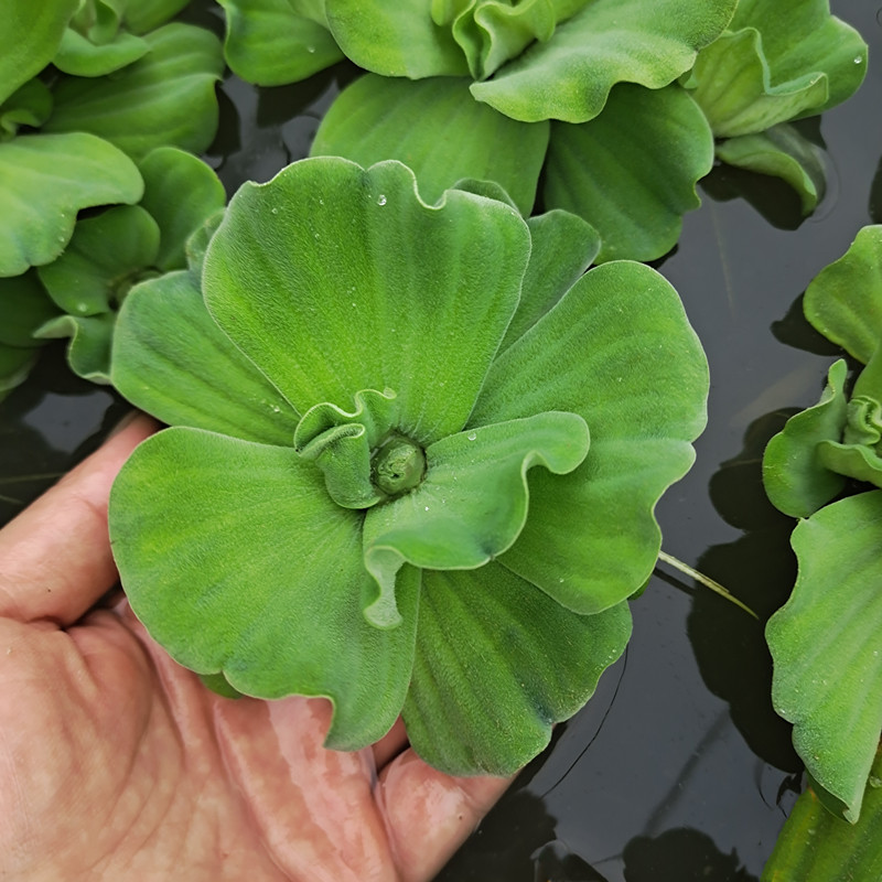 水芙蓉水培植物净化水质水葫芦养龟鱼缸造景水草浮萍水养绿植淡水