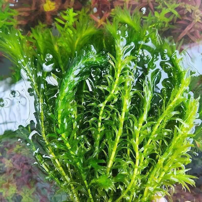 按斤蜈蚣草批发鱼缸水草植物懒人鱼缸造景净化水质增氧耐寒水草