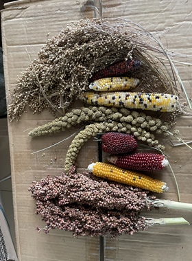 黄谷穗新穗 鹦鹉杂粮 逗鼠棒天然麦穗仓鼠零食