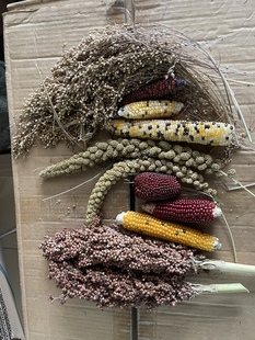 黄谷穗新穗 鹦鹉杂粮 逗鼠棒天然麦穗仓鼠零食