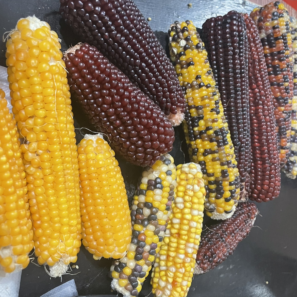 玉米磨牙迷你倉鼠零食龍貓